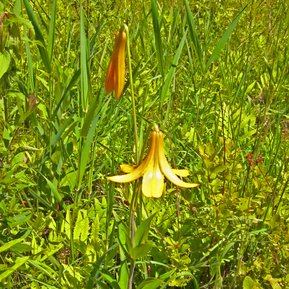 CANADA LILY